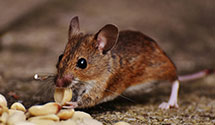 24 Hour & Emergency Exterminators in Conewango Valley, NY